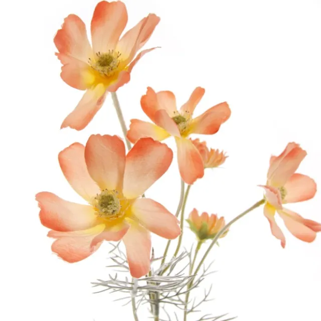 Cosmos Spray Coral (62cmH)