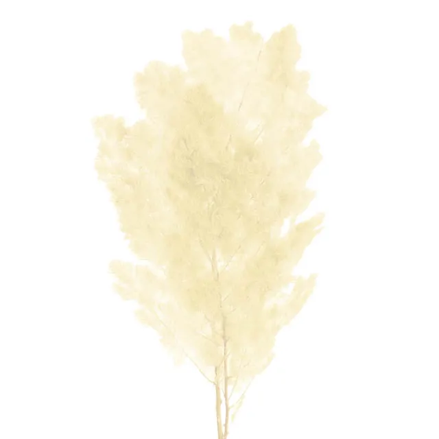 Preserved Dried Ming Fern Bunch 90g White