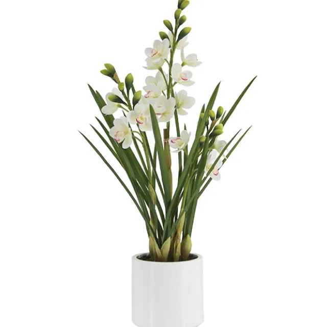 Cymbidium Orchid Real Touch 3Stem Potted Lemon White (81cmH)