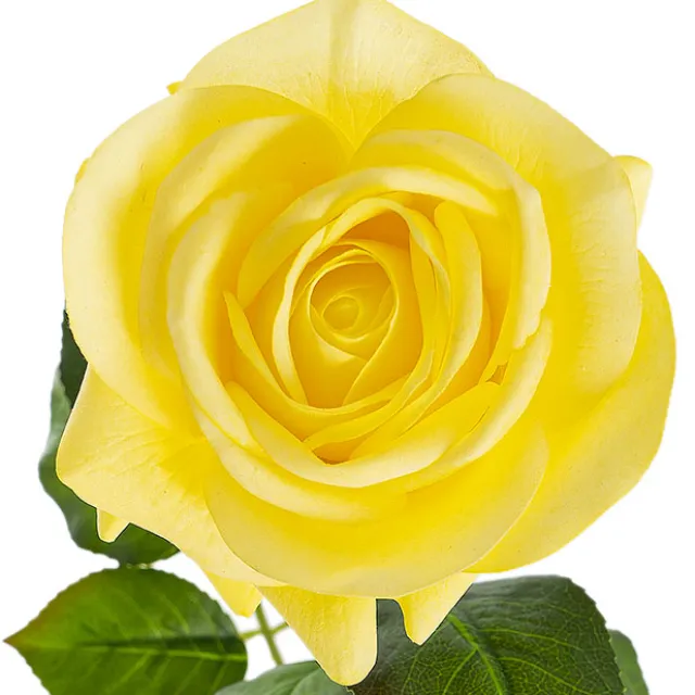 Bella Real Touch Rose Full Bloom Lge Yellow (12cmDx65cmH)