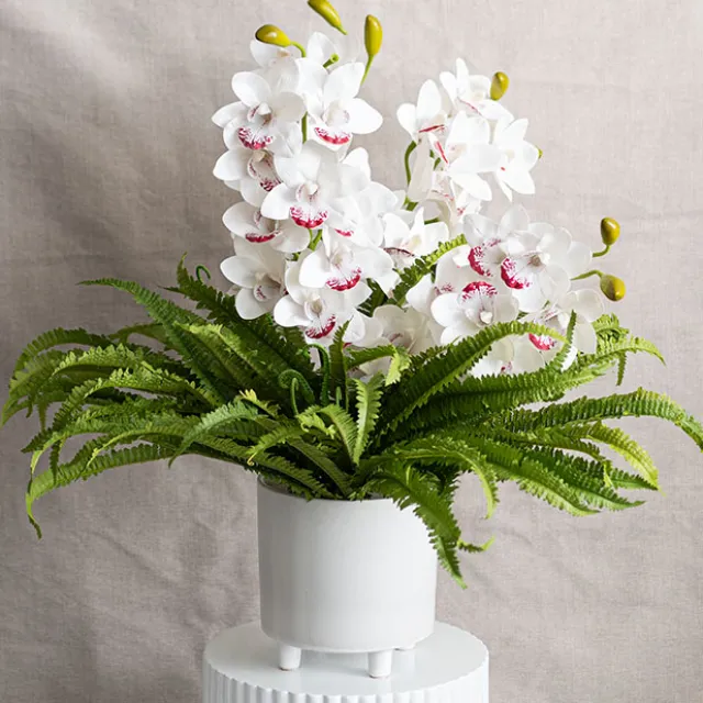 Boston Fern Bush Spray Green (60x60x55cmH)