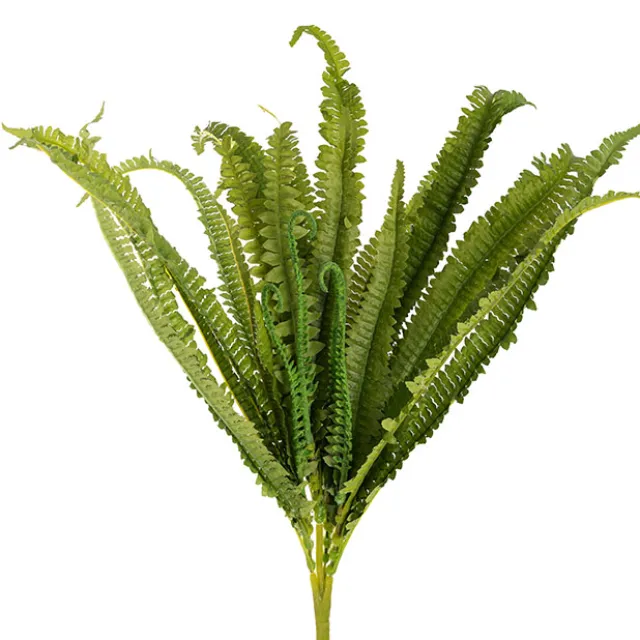 Boston Fern Bush Spray Green (60x60x55cmH)