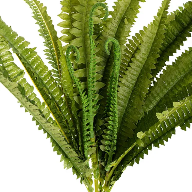 Boston Fern Bush Spray Green (60x60x55cmH)