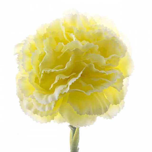 Carnation Ruffle Stem Yellow (9cmDx42cmH)