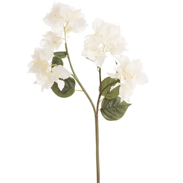 Bougainvillea Spray White (70cmH)