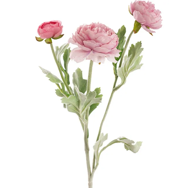 Buttercup Ranunculus Spray x3 Blush Pink (52cmH)