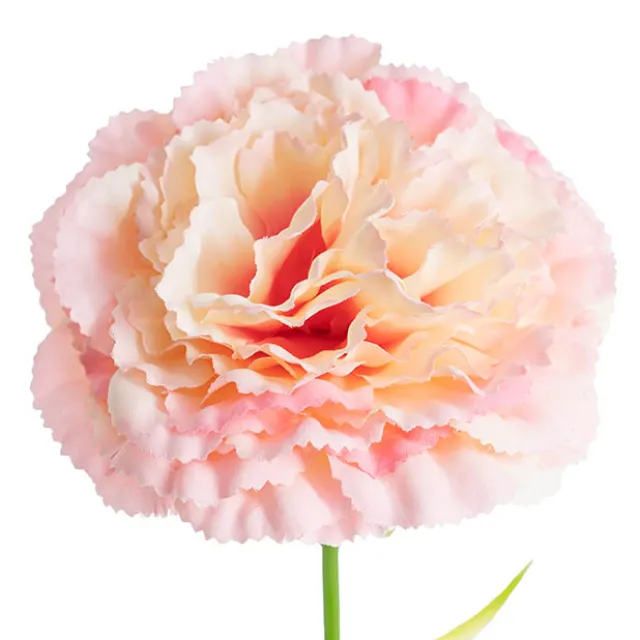 Carnation Ruffle Stem Cream Pink (9cmDx42cmH)