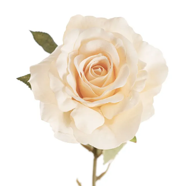 Event Velvet Rose Short Stem Soft Peach (11cmDx35cmH)