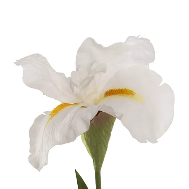 Iris Real Touch Stem White (78cmH)