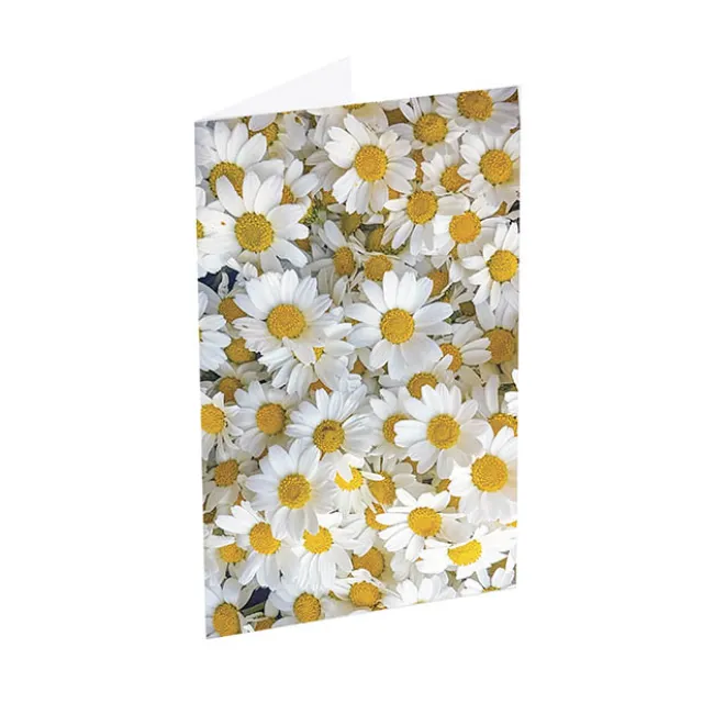 Classic Gift Card & Envelope Fresh Daisies Pk25 (6.5x10cmH)