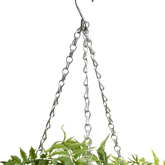Mixed Fern Hanging Plant Basket Green (66cmH)