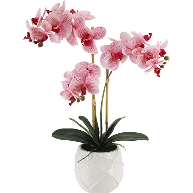 Phalaenopsis Orchid Real Touch 3Stem Potted Hot Pink (60cmH)