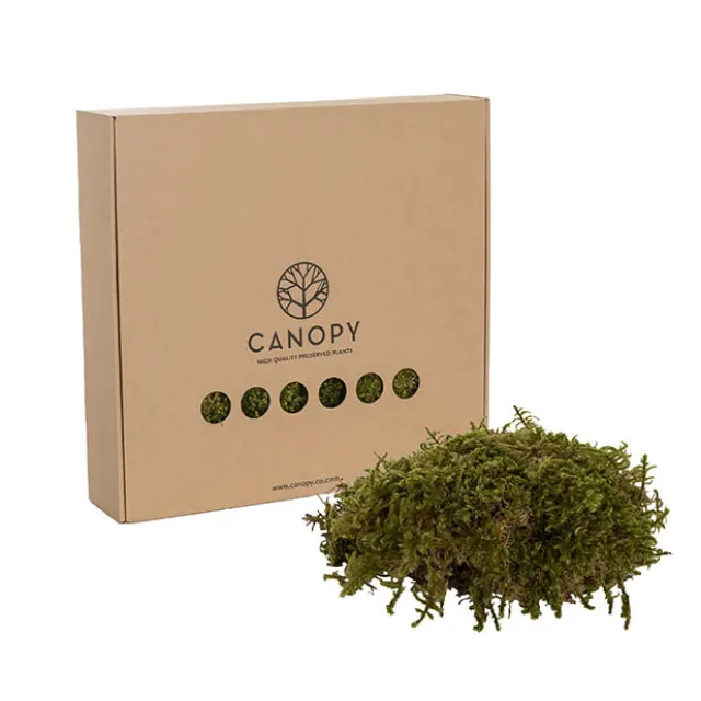 Premium Preserved Star Moss 500g Box Green