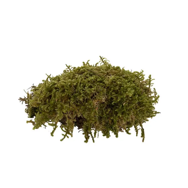 Premium Preserved Star Moss 500g Box Green