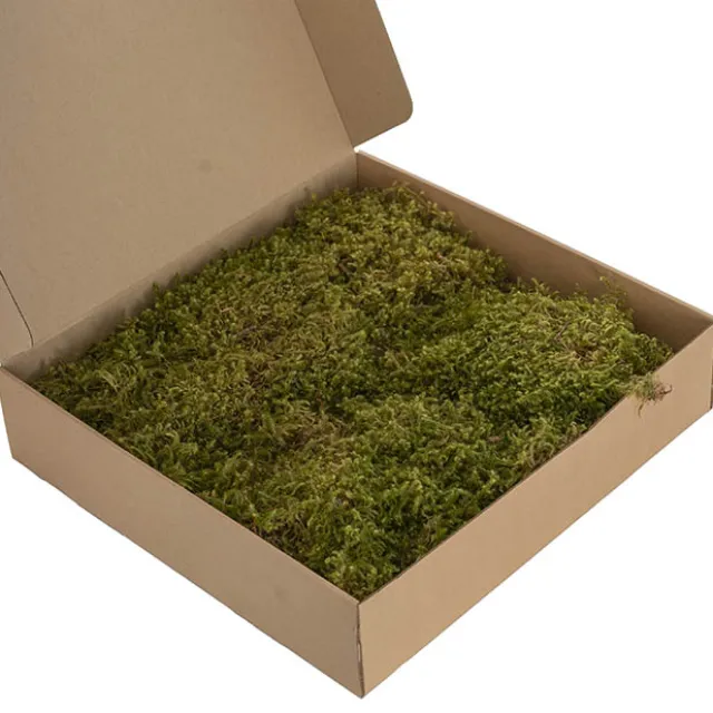 Premium Preserved Star Moss 500g Box Green