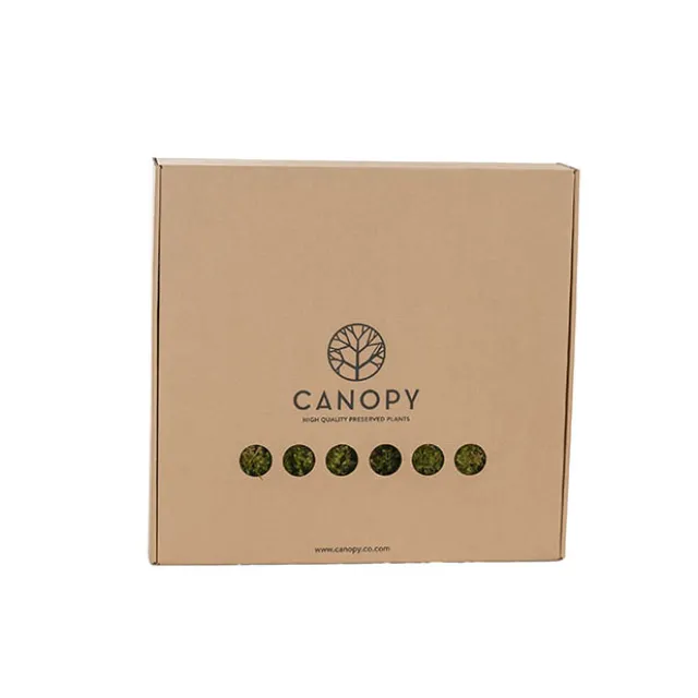 Premium Preserved Star Moss 500g Box Green