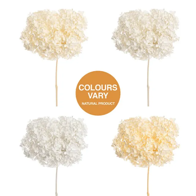 Preserved Dried Anna Hydrangea Stem Large White (68cmH)