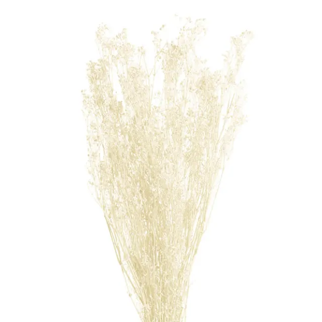 Preserved Dried Baby's Breath Bunch White (57cmH)
