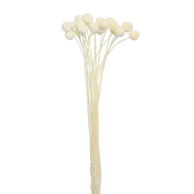 Preserved Dried Billy Button Bunch 20 Stems White