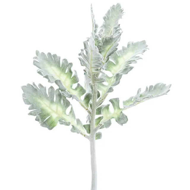 Dusty Miller Green (38cmH)